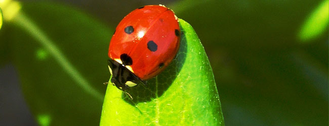 Garden Ladybug