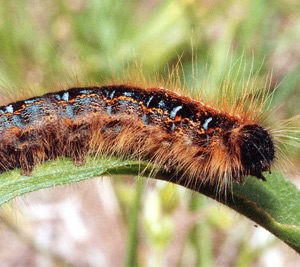 Caterpillars