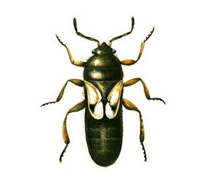 Cinch Bugs