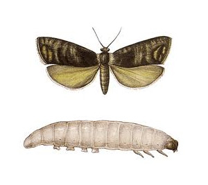 Codling Moths