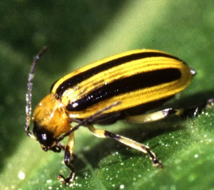 Cucumber Beetles