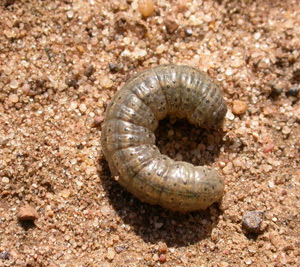 Cutworms