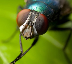 Flies