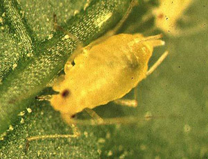 Green Peach Aphid
