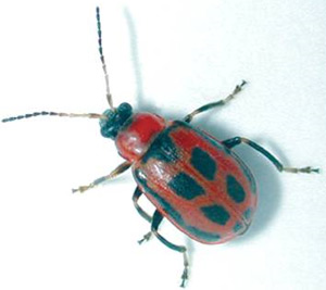 Leaf Beetles