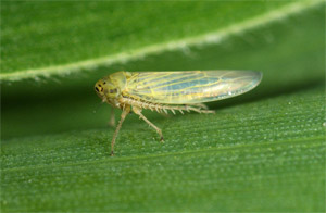 Leafhoppers