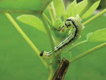 Leafworms