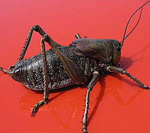 Mormon Cricket