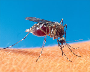 Mosquitoes