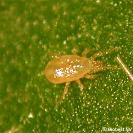 Thrips