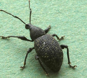 Vine Weevils