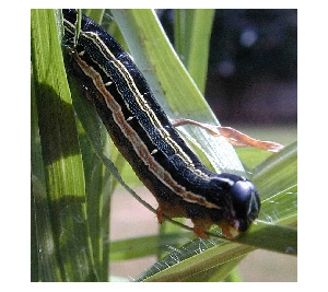 Army Worms