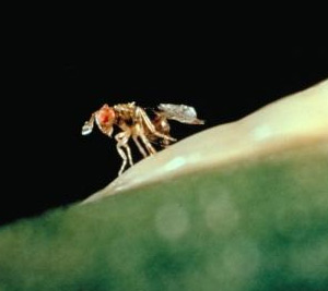 Trichogramma