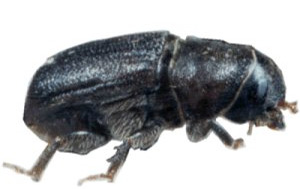 Bark Beetles