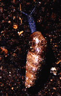 Decollate Snails