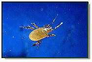 Hypoaspis Miles