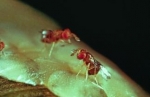 Trichogramma pretiosum wasps