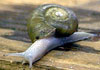 snailsSlugs