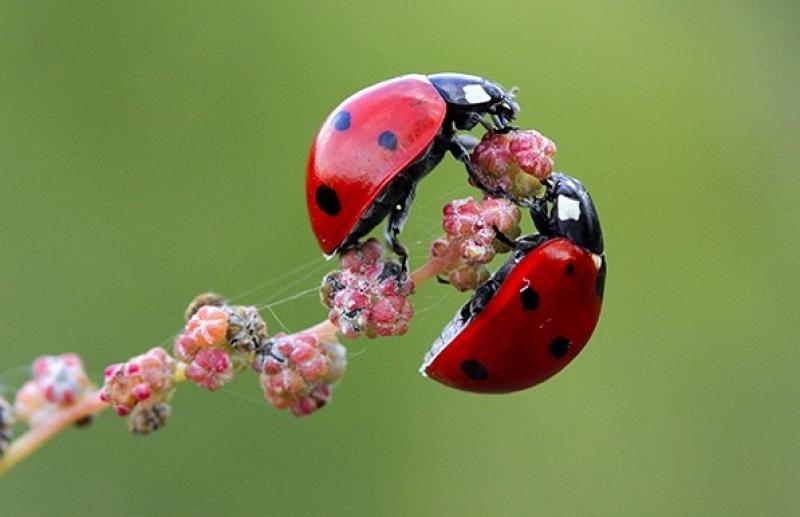Garden Ladybugs