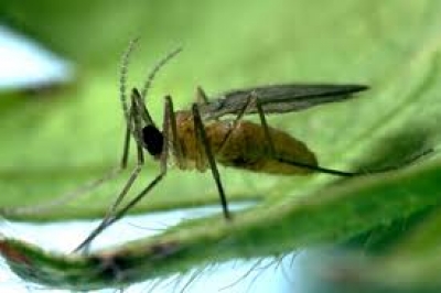Aphidoletes aphidimyza