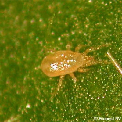 Amblyseius Cucumeris