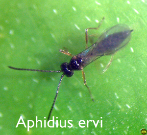 Aphidius ervi