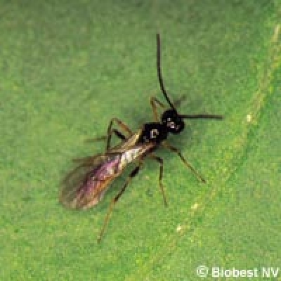 Aphidius colemani