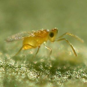 Eretmocerus