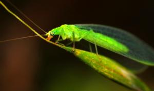 Green lacewing