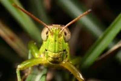 Natural Grasshopper Bait