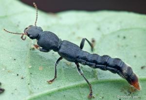 Rove beetle