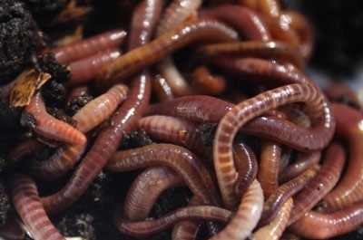 Red Wigglers Composting Worms