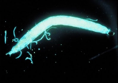 Steinernema Carpocapsae