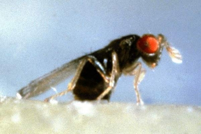 Trichogramma brassicae wasps