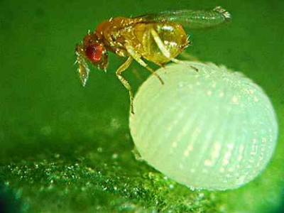 Trichogramma platneri wasps