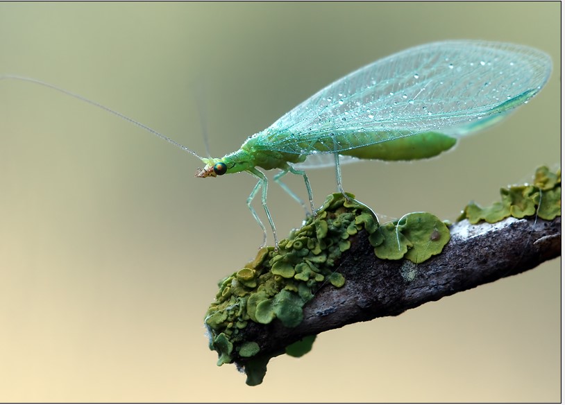 Green Lacewing