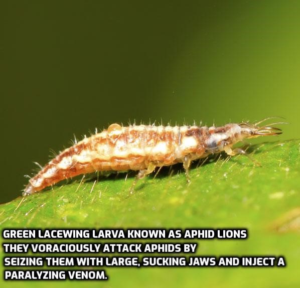 Green Lacewing larva