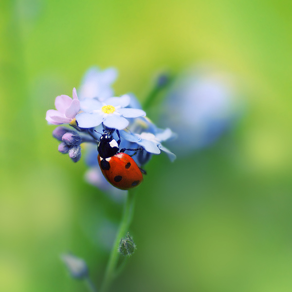 ladybugs