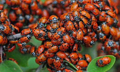 ladybugs