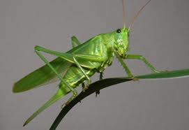 Natural Grasshopper Bait