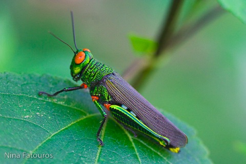 Natural Grasshopper Bait
