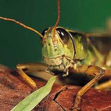 Natural Grasshopper Bait