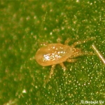 Amblyseius Cucumeris