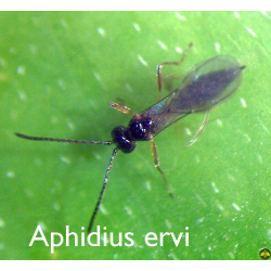 Aphidius ervi