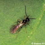 Aphidius colemani