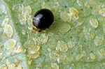 Whitefly Predatory Beetle -Delphastus pusillus