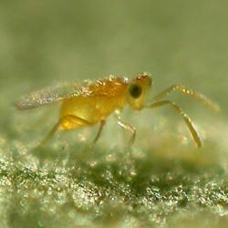Eretmocerus