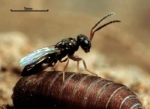 Fly parasite stabbing housefly pupae