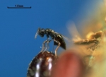 Fly Parasites 10,000, 15K, 25K, 30K, pupae