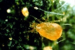 Spider Mite Control - Occidentalis